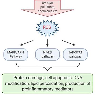 Microalgae as Potential Anti-Inflammatory Natural Product Against Human Inflammatory Skin Diseases